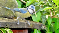 Blaumeise_mit_Futter (16).jpg